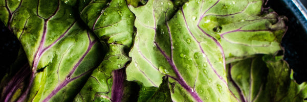 Plant Blood: Why You Need It - The Human Nutrition Project
